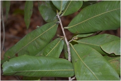 Ochna obtusata var. obtusata